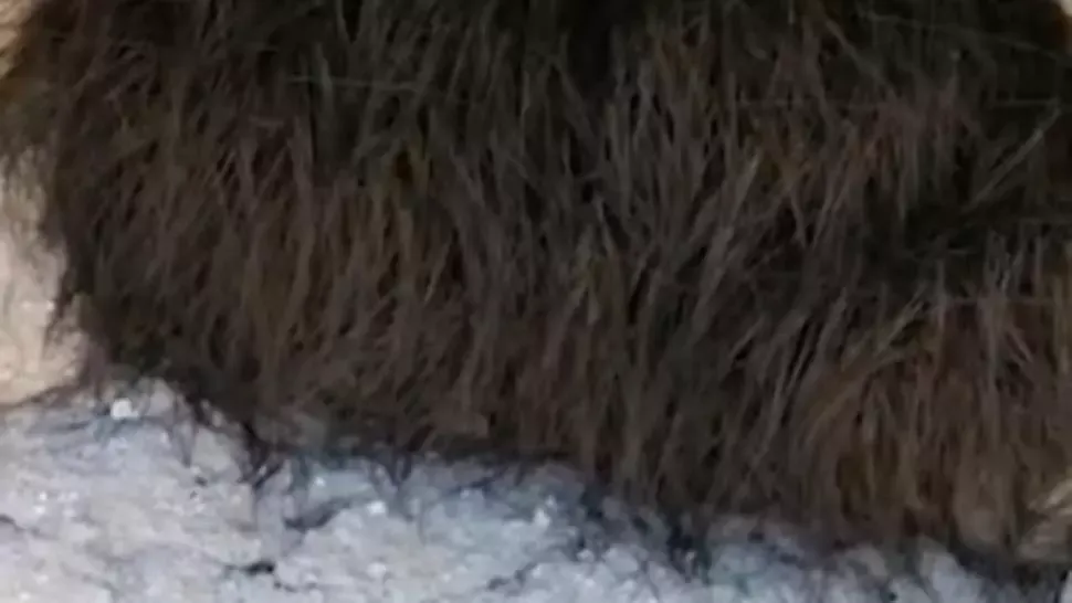 Credea că e un animal, dar, când l-a atins, s-a dezlănțuit