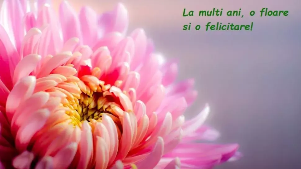 MESAJE de FLORII 