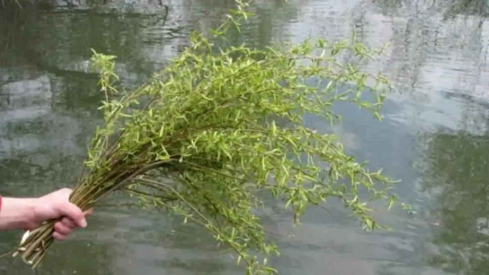 Florii. Duminica Floriilor. De ce se sfințesc ramuri de salcie de Florii