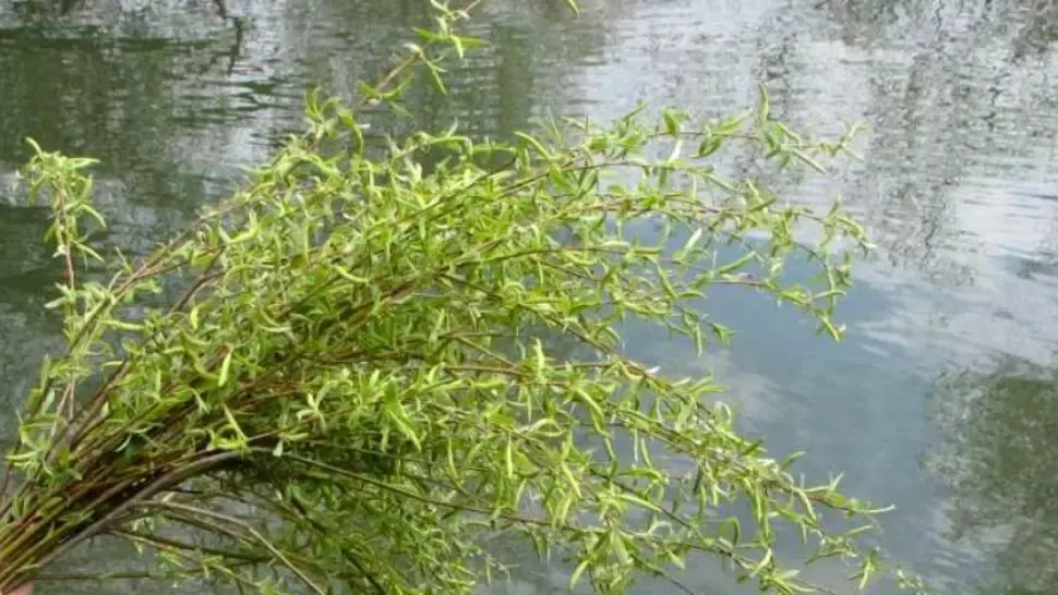 Tradiții de Sâmbăta Floriilor. Ce nu ai voie să faci astăzi. Ce trebuie să facă femeile