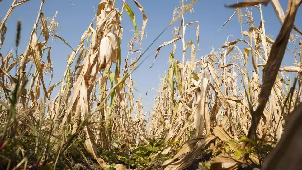 După pandemie, economia e lovită de SECETĂ. Efecte devastatoare pentru agricultură