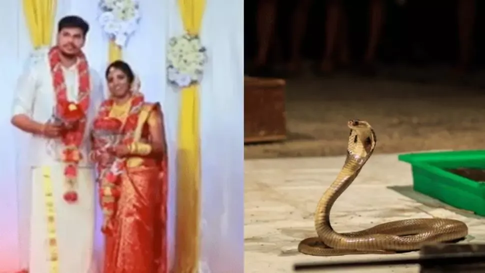 Gest șocant, în India: și-a ucis soția, după ce a aruncat cu un șarpe cobra în ea