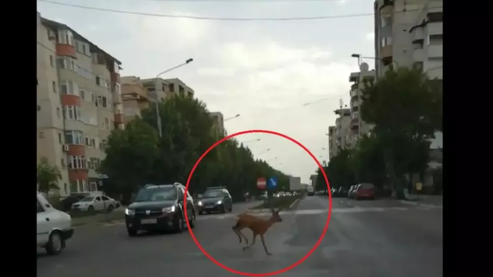 caprioara pe strazile din barlad
