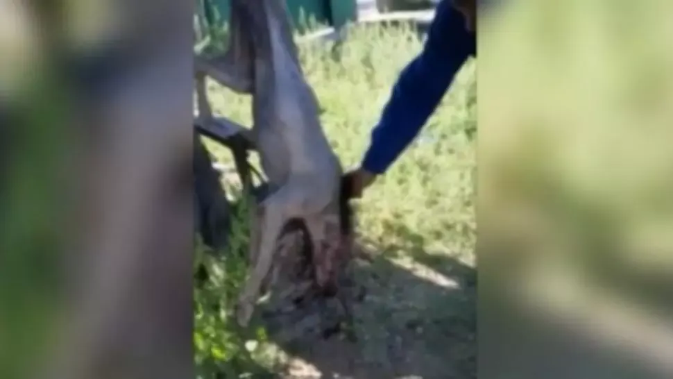 hiena de galati captura video