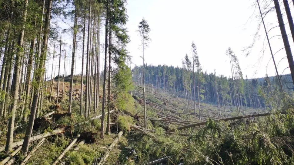 Fenomenele meteo extreme au pus la pământ peste 2,2 milioane metri cubi de lemn! Mesajul Ministrului Mediului