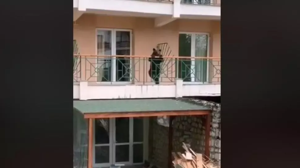 Un ursuleț în vizită la un hotel din Predeal