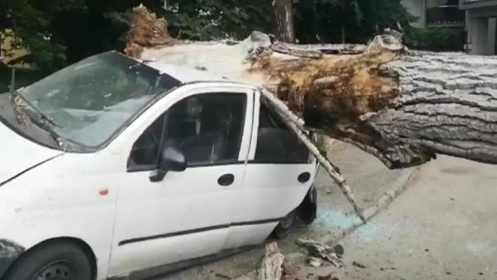 Copac căzut peste trei mașini în Pitești