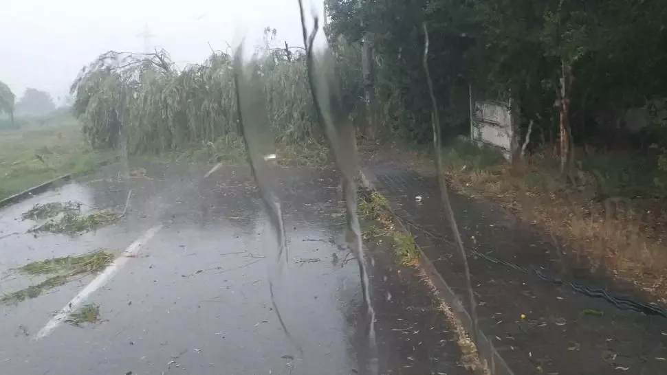 Copaci doborâți de vânt la Tulcea (sursă ISU Tulcea)