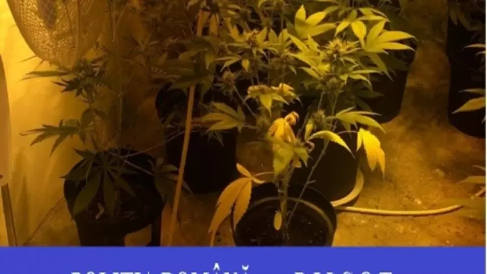 cannabis oradea