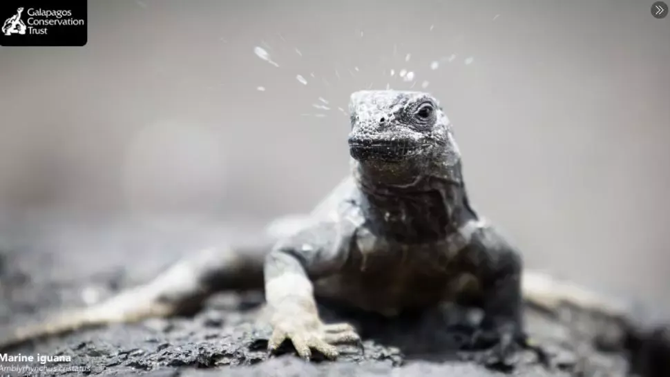galapagos