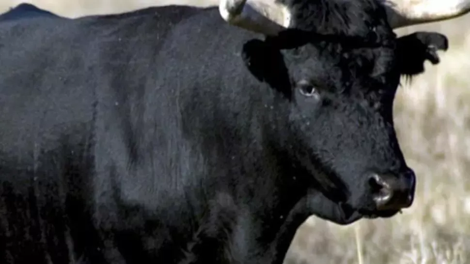 Un fermier a MURIT după ce a fost atacat de un taur