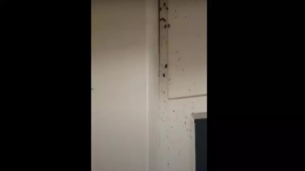 VIDEO Români umiliți în Germania, ținuți într-un centru de carantină COVID cu gândaci și mizerie