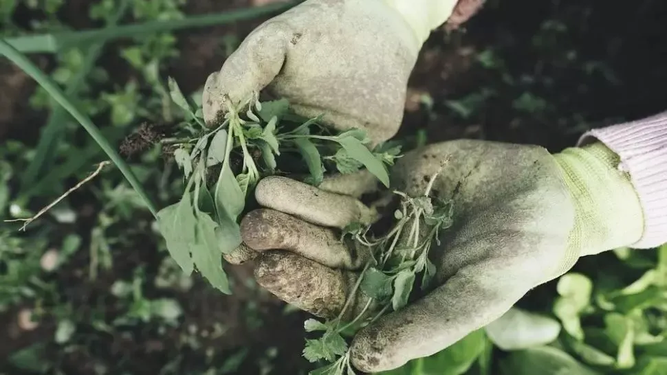 Fermierii afectați de secetă vor primi despăgubiri de 850 de milioane de lei