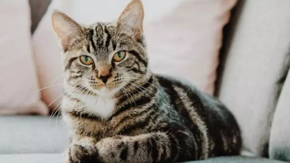 Oamenii care au pisici ca animale de companie nu știu aceste lucruri extrem de importante despre ele