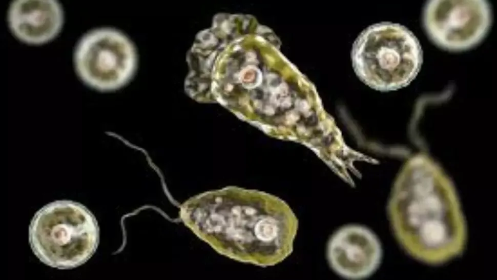 Stare de urgență în Texas, după ce s-a descoperit în apă un microorganism care ”mănâncă creier”