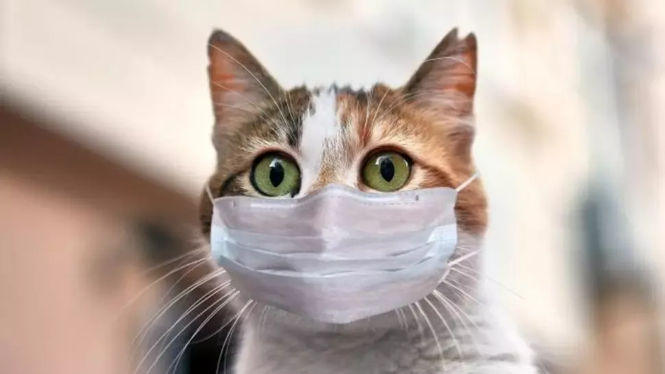 În atenția iubitorilor de feline. A apărut aplicația care traduce "pisiceasca"