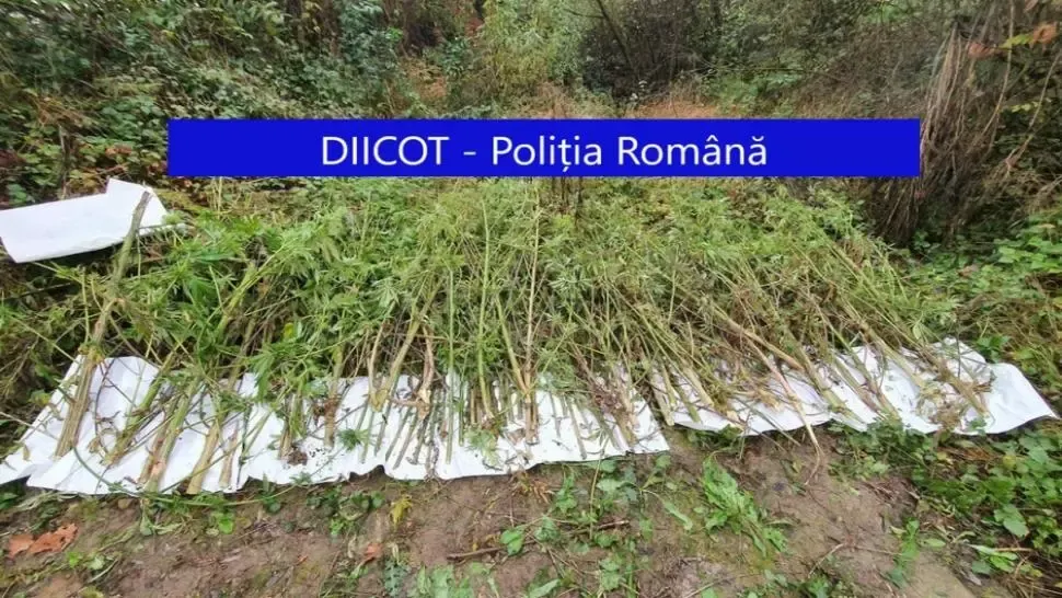 Patru bărbați, reținuți în Cluj pentru trafic de doguri