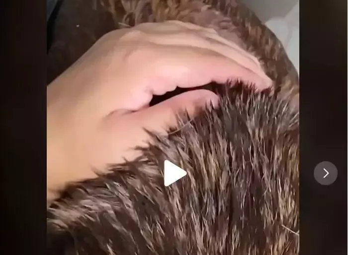 A adoptat un câine vagabond. Când și-a trecut mâna prin blana lui a rămas șocat