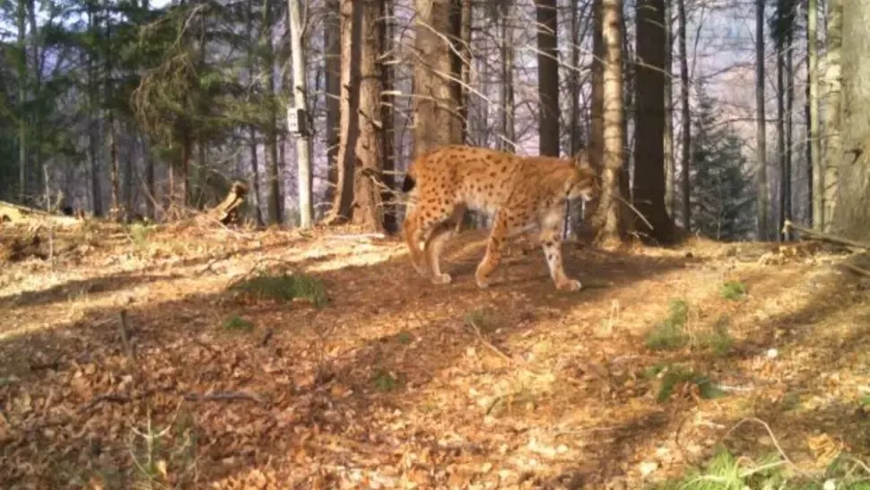 Cea mai mare felină din Europa, imagini spectaculoase. Râsul, filmare de excepție în Munții Făgăraș