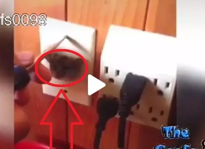 VIDEO – Ce a putut rămâne blocat într-o priză electrică. Imagini haioase