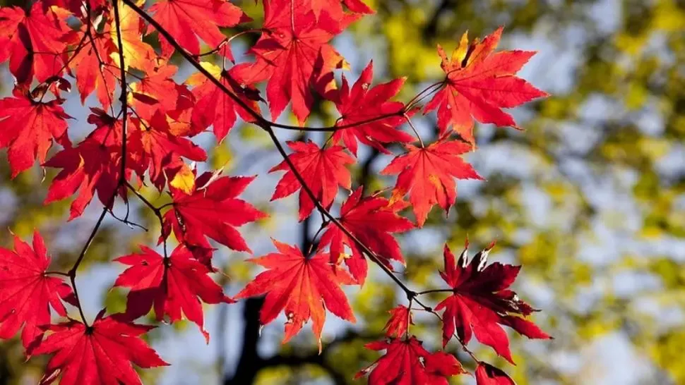 Prognoza meteo 6 octombrie. Temperaturi de vară, pe final de an