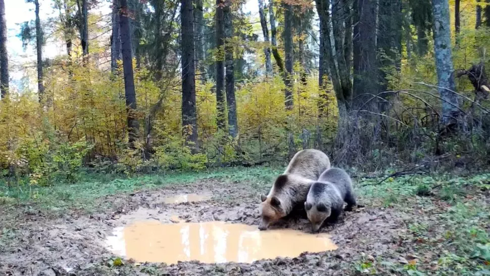 Imagini INEDITE în paradisul natural din Apuseni - Urși, surprinși în timp ce beau apă în pădure