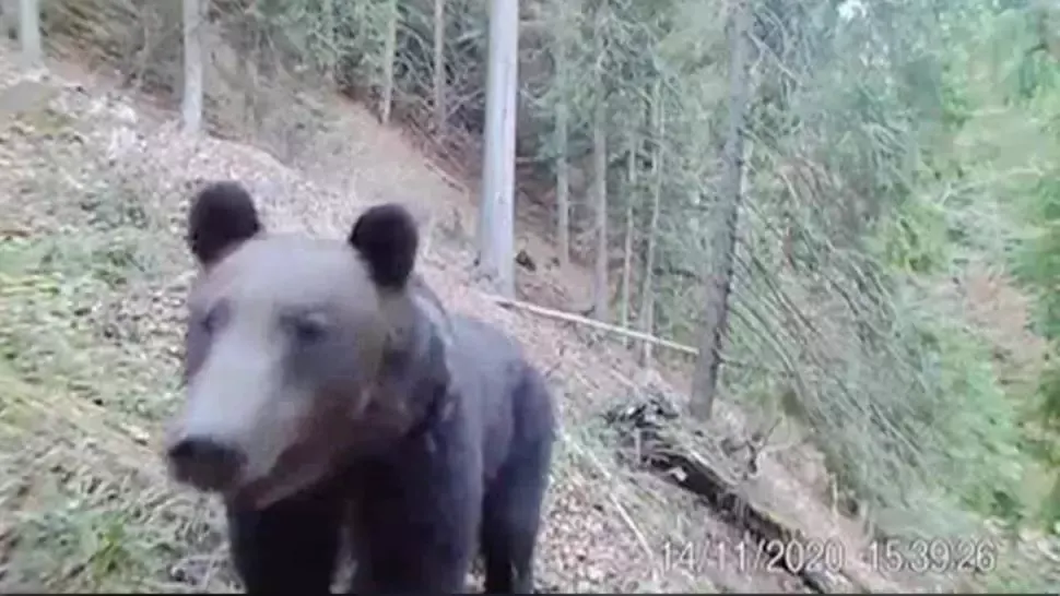 Ursul care se vrea vedetă TV. Imagini incredibile surprinse în Parcul Național Călimani