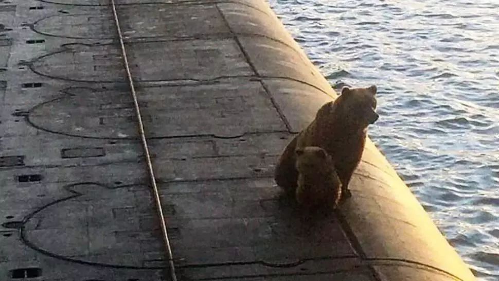 Incident șocant în Rusia. O ursoaică și puiul ei au fost împușcați după ce s-au urcat pe un submarin - VIDEO