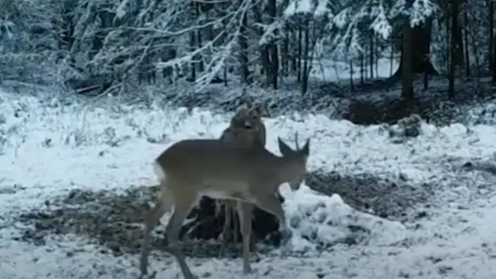 Imagini spectaculoase cu cerbi