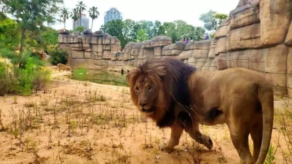 Al doilea caz de feline mari bolnave de Covid-19. Patru lei de la Zoo Barcelona sunt infectați