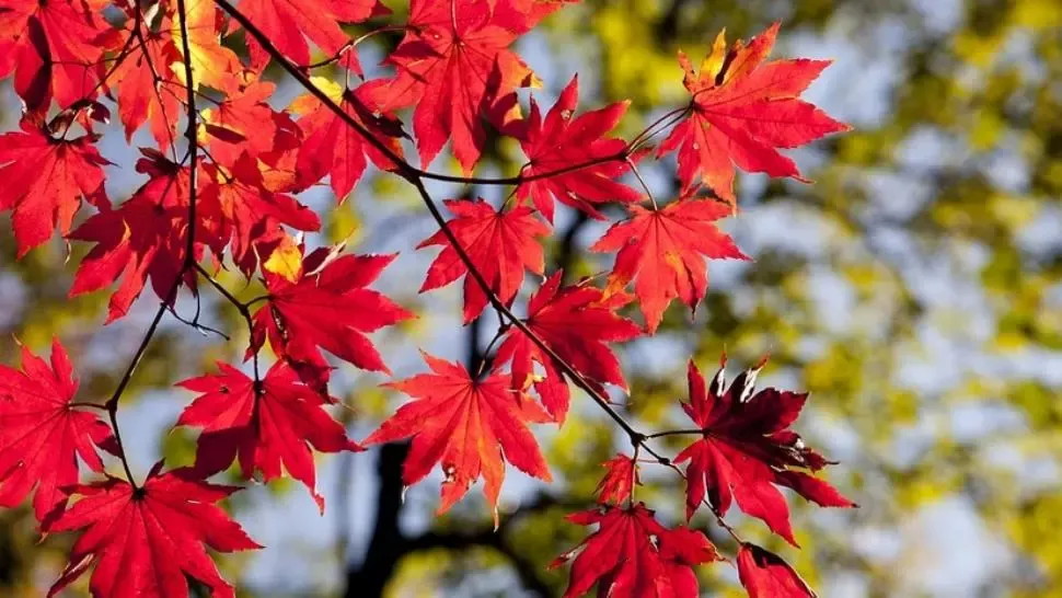 Prognoza meteo 23 decembrie. Nori joși, ceață și burniță