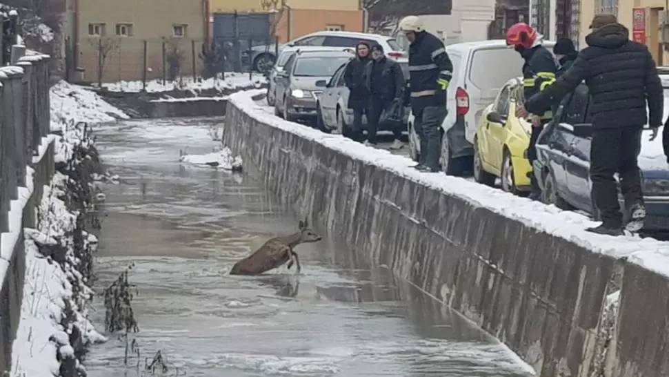Căprioară salvată de pompieri în județul Alba 