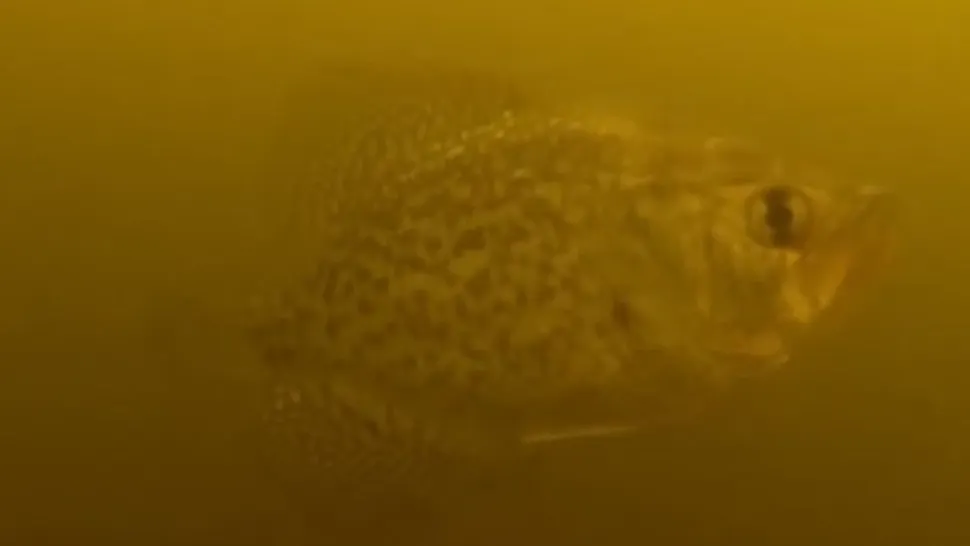 Imagini neobişnuite pe Lacul Siutghiol / Foto: Arhivă