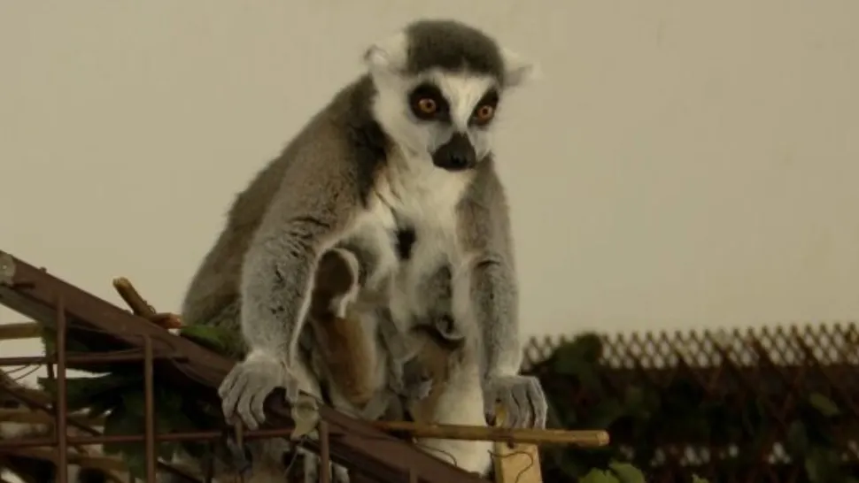 Puii gemeni de lemurian, născuți, în premieră, la Zoo Sibiu Foto: novatv.ro