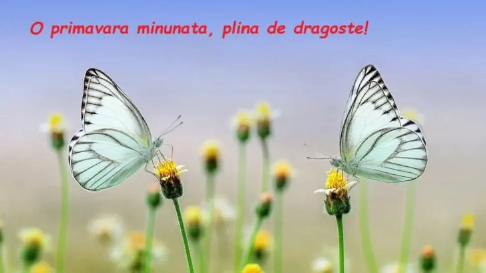 felicitari 1 martie