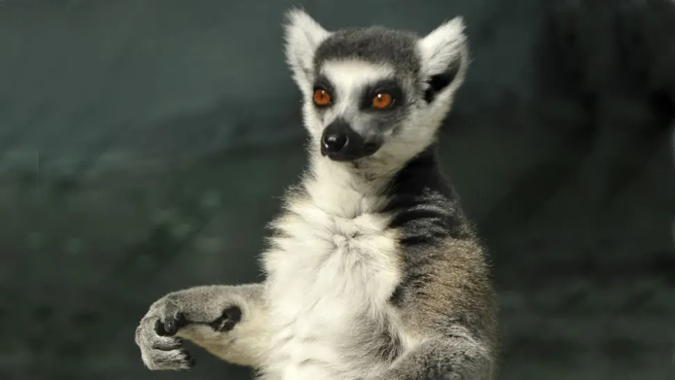 Lemur - imagine de arhivă