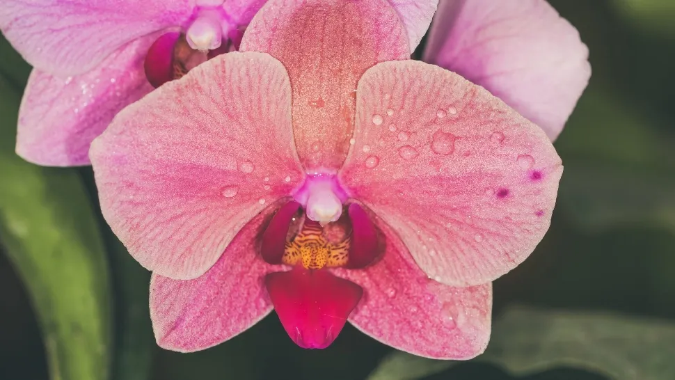 Orhidee Vanda
