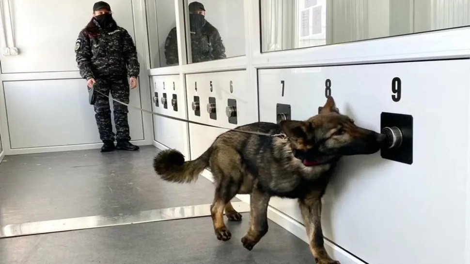 Câini antrenați pentru a detectat COVID-19