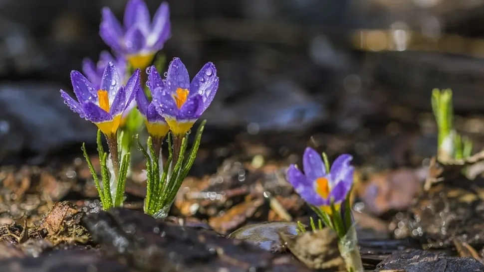Prognoza meteo 29 aprilie