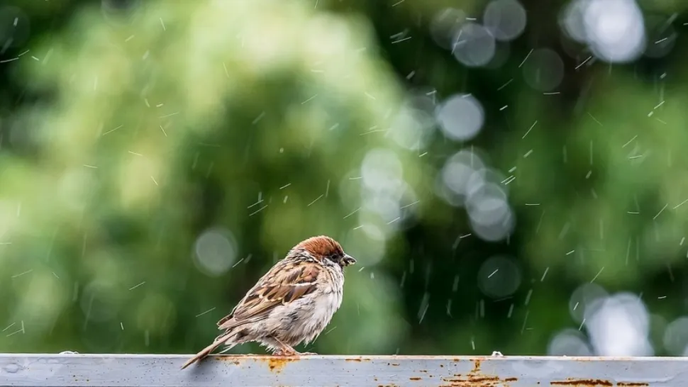 Prognoza meteo mai