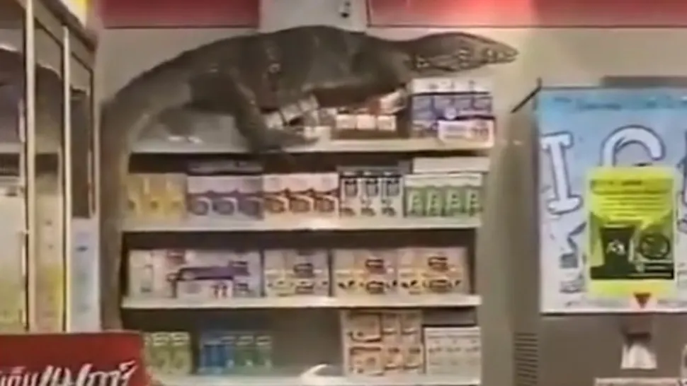 Varanul a ieșit dintr-un canal și a ajuns în farmacie