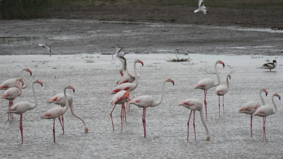 Pasari flamingo roz / FOTO: Facebook ARBDD