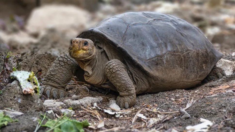 Țestoasă gigant/ Foto: Twitter Gustavo Marique
