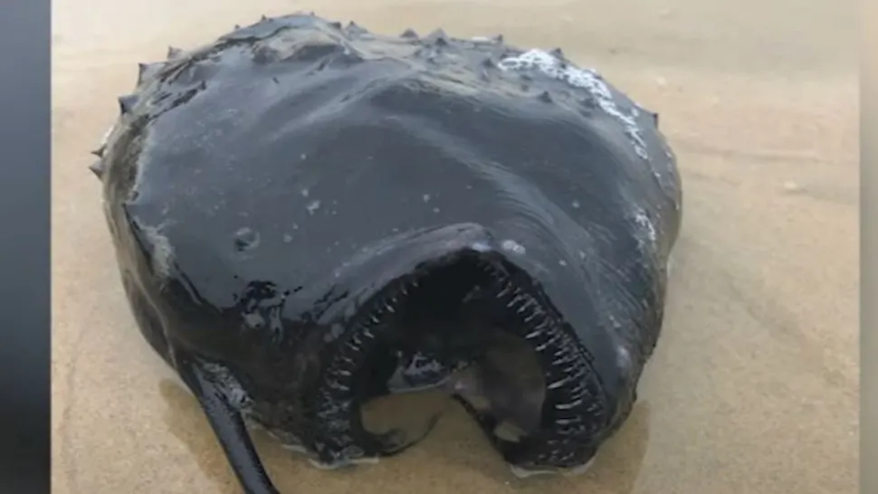 Un pește ciudat a apărut pe plajele din SUA. Foto/Captură video.