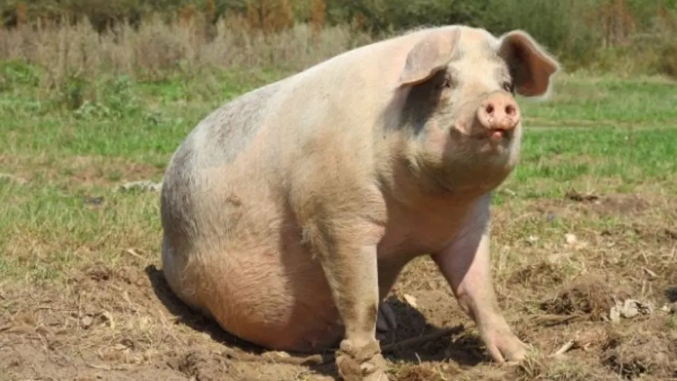 Industria cărnii de porc e la u pas de colaps 