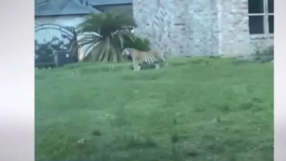 Un tigru a fost văzut plimbându-se nestingherit pe străzile din Houston, SUA. Foto/Captură video