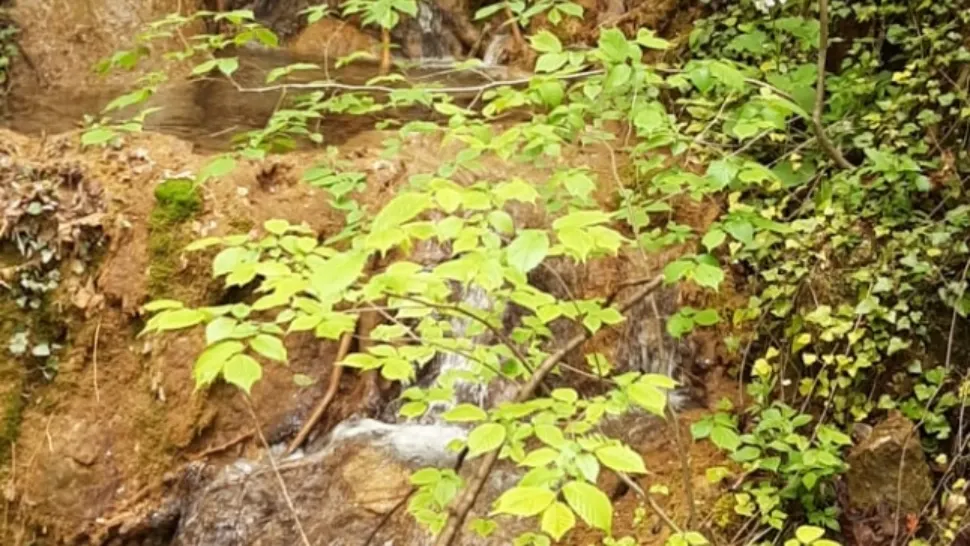 Izvorul din Valea Sohodol / Foto: Laura Gal