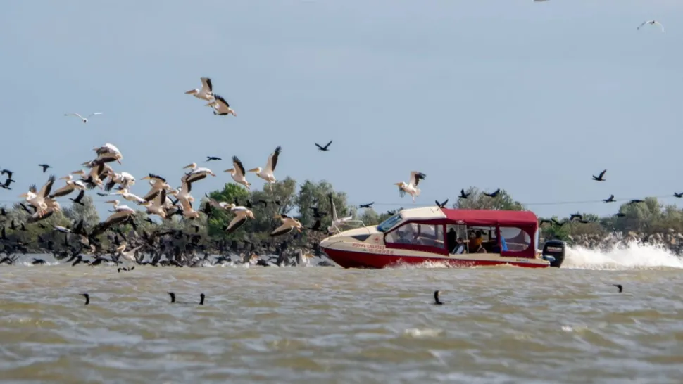 Stol de pelicani lovit de o ambarcațiune, în Delta Dunării