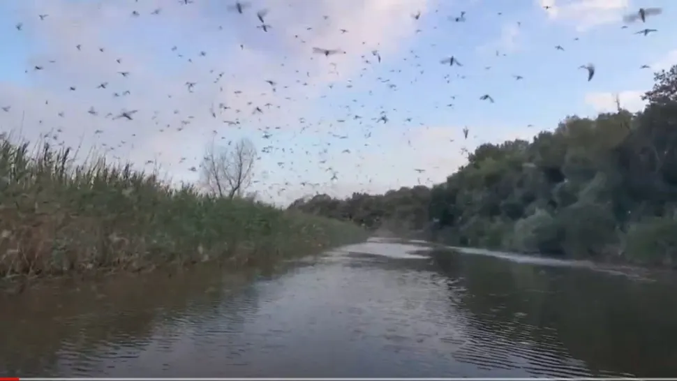 Efemeriade în Delta Dunării. Foto: captură YouTube