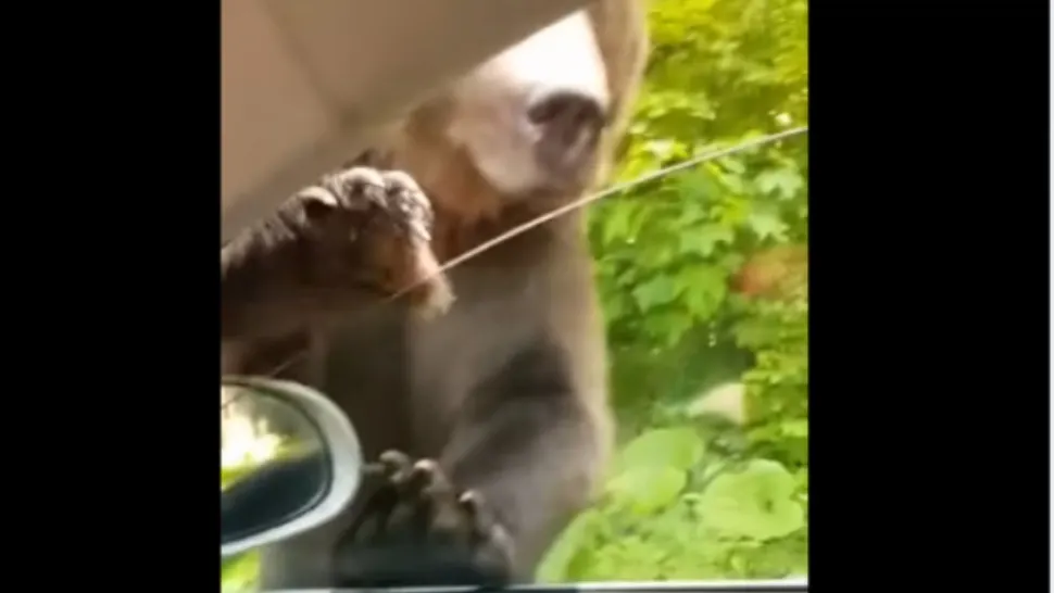 Urs filmat la Sinaia când ursul aproape că intră în mașină Foto: Captură Video Facebook